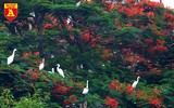 Ngắm đảo cò Hưng Yên mùa phượng vỹ